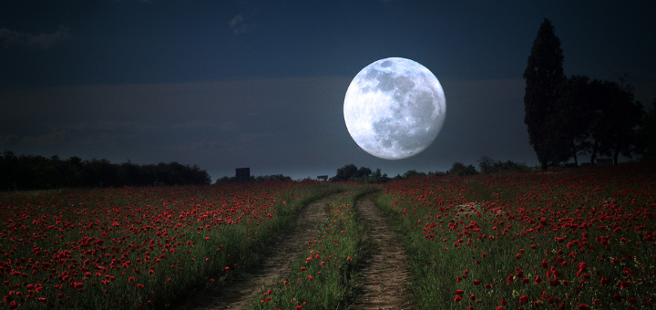 Moon over poppy field