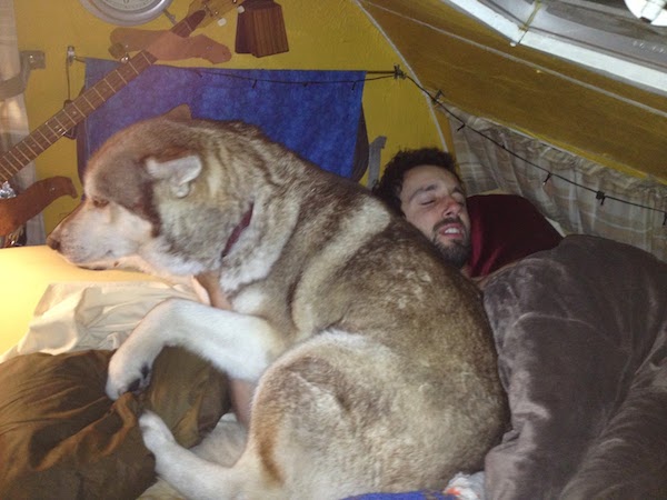 dog-in-bed